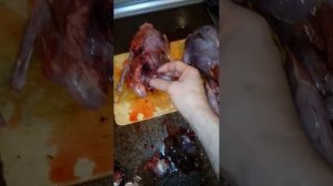 223 калибр. по тетереву, результат.
