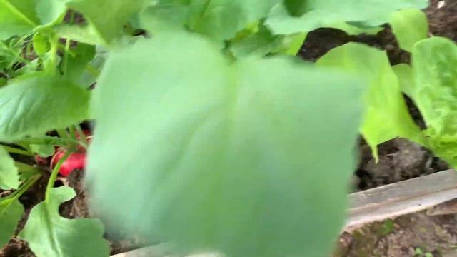 Крупные сорта редиса в теплице смотреть онлайн