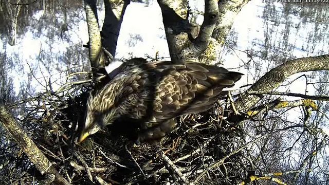 WTEs, Linda and Sulev arrived - Estonia, March 16, 2011 смотреть онлайн