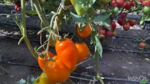 Высокорослые томаты в открытом грунте 2023 г.