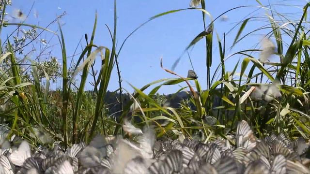 Футаж летний бабочки в траве . смотреть онлайн