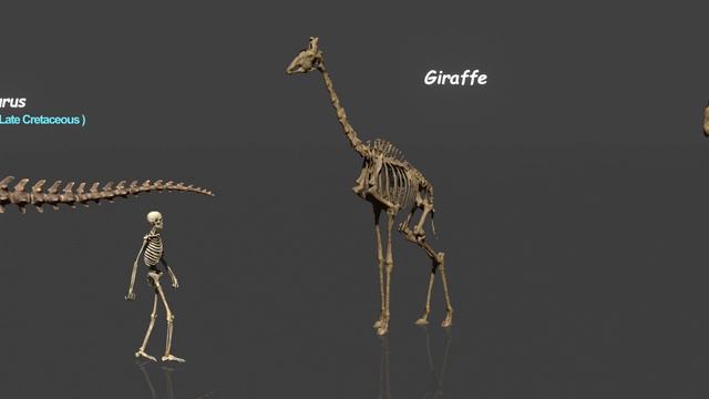 Comparison of Animal Skeletons Size: Living and Extinct смотреть онлайн