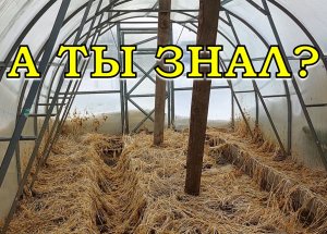 ТЕПЛИЦА: первые работы весной???