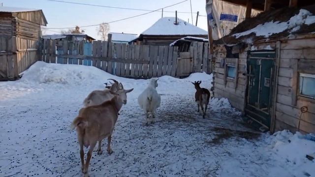 Готовим клетку для козлят Как выбрать козу смотреть онлайн
