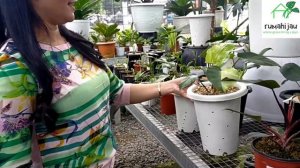 super rare plants|surganya tanaman hias sultan versi ekonomis terjangkau|tanam dihati nursery