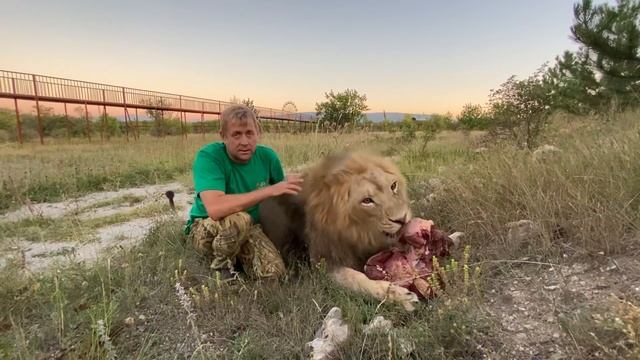 Какой должен быть ужин у Царя зверей Льва !? смотреть онлайн