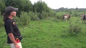 Какими рождаются вороные и серебристо-вороные жеребята.