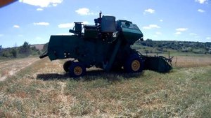 Косим зеленку, но молотим пшеницу