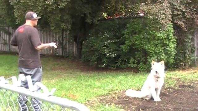 How to avoid dog attacks with Body language and energy #5 смотреть онлайн