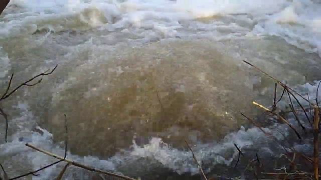 Поводок с тростянь самарская обл пестравский район.