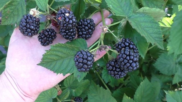 Полар, польский сорт с крупной вкусной ягодой, раннего срока созревания