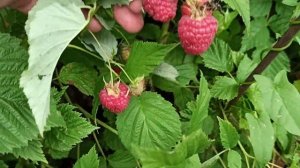 Каскад Делайт - летняя малина с крупной сладчайшей ягодой! Омск, 2021г.