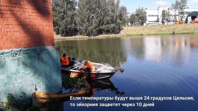 Эйхорния — уникальный природный фильтр из Южной Америки смотреть онлайн