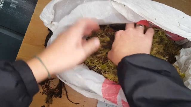 Пионы от Анны Калугиной (Сад Флоксов). Ник Шейлор, Ред Чарм, Мадам Де ...