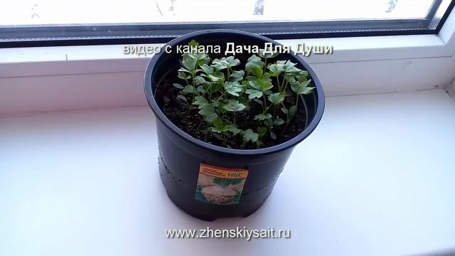 СЕЛЬДЕРЕЙ: посев, пикировка, высадка в теплицу смотреть онлайн