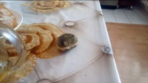 Как вырастить МАНГО из косточки в ДОМАШНИХ УСЛОВИЯХ / Особенности,секреты выращивания /