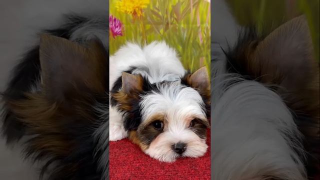 Бивер мальчик Костбар Шатц Шабли 2 месяца
