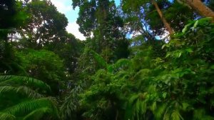 ТРОПИЧЕСКИЙ ЛЕС с птицами и насекомыми - Дикая природа - Амазония, отдых в Тукане