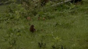 НЕОБЫЧНОЕ БЛЮДО ИЗ БАРАНИНЫ В ДУХОВКЕ Азербайджанская Кухня Деревенская Кухня  Рецепты