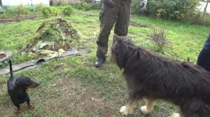 Забираем чермет у соседа Лехи.Местные пришли помогать. часть 2.