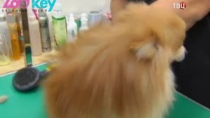 Стрижка шпица, комплексный уход