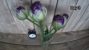 Tulip Blue WoW time lapse Byfod