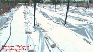 Зимнее укрытие виноградников дорнитом- легко, надежно и просто! Факторы зимостойкости, фазы закалки