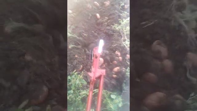 Мотоблок копка картошки 2021 смотреть онлайн