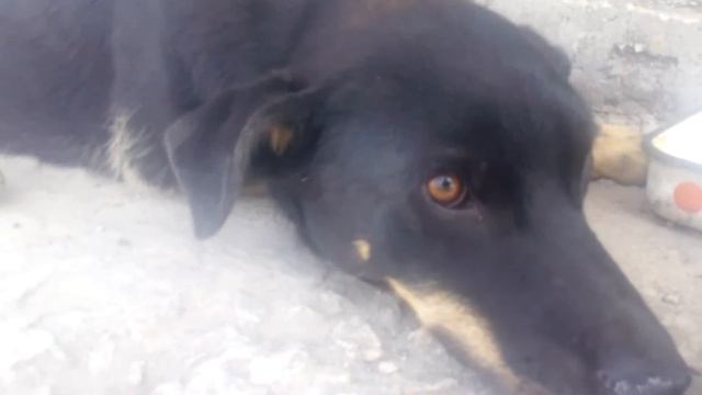 собака храпит. смотреть онлайн