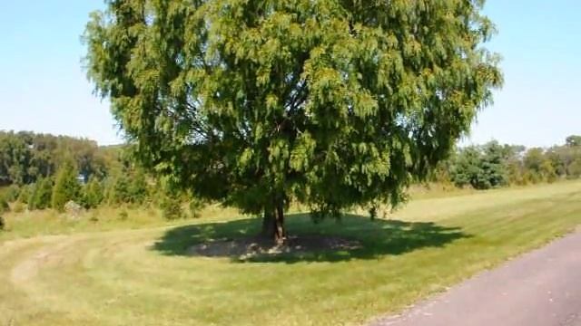 Dawn Redwood or The Dinosaur Tree,called, "Metasequoia glyptostroboides" Pa смотреть онлайн