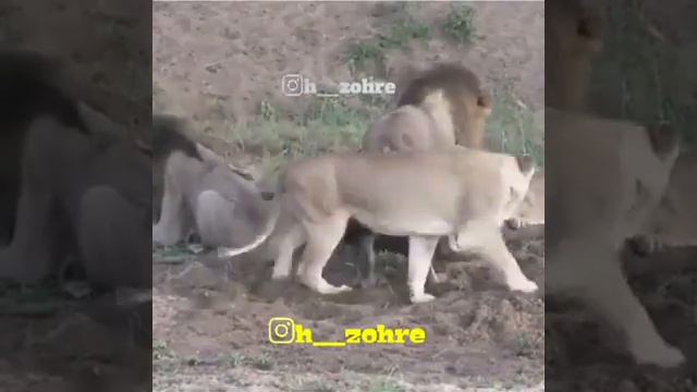 Рахми шерон ба гови хомила