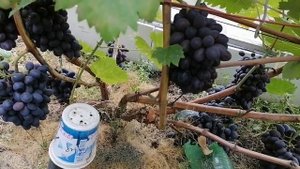 Лучшие сорта винограда в 2021 году на моем участке.