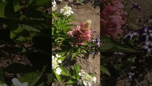 Метельчатая гортензия Меджикал Везувий.