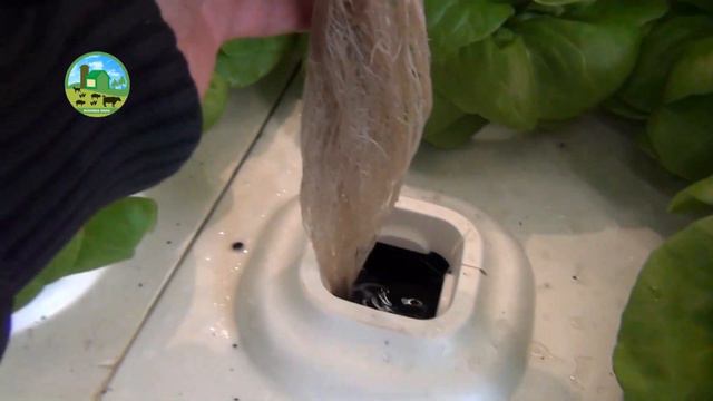 Hydroponic Farming Business Plan - How to Start Business Hydroponic Farm - Business Ideas at Home