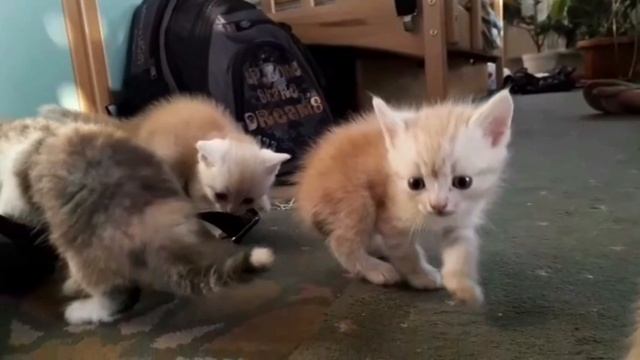 Котята, смешанной породы, три рыженьких и одна с черепашей расцветкой, Киев, Украина, 2018год смотреть онлайн