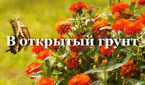 В открытый грунт
