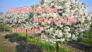 Правильная пересадка яблони!