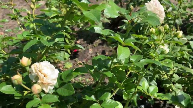 Роза Artemis / Артемис ??? смотреть онлайн