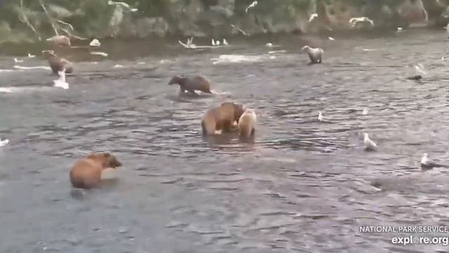 #Рыбалка#Аляска#Медведи