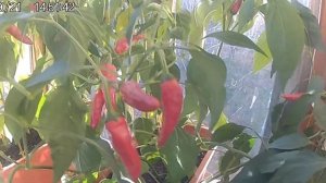 Выращивание чили перца на балконе. Chili peppers growing.