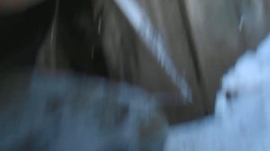 Как отличить гусака от гусыни.