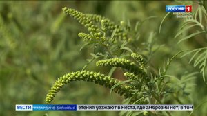 В Нальчике рассказали о методах лечения аллергии на амброзию