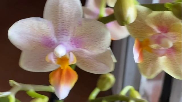 Поступление сортовых орхидей в Экофлору. Лас Вегас, Эсми, Прфюмерные Фабрики, микс Колибри .. смотреть онлайн