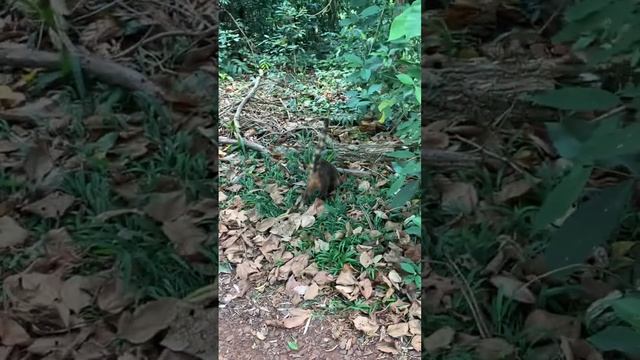 Носухи в Национальном Парке Игуасу. Полное видео скоро на моем канале. Аргентина #argentina #игуасу