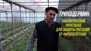 Профилактика корневых гнилей - залог успеха на огурце!