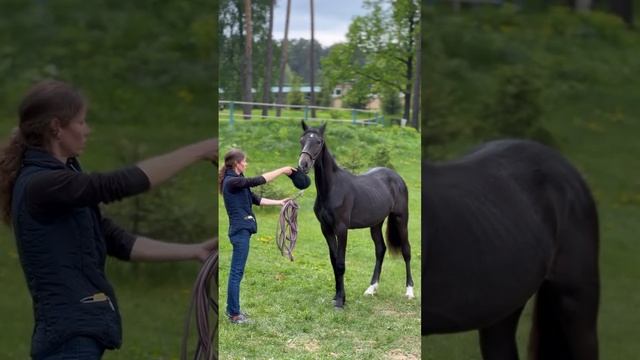 Юный, серенький, орловский! Съемка в каталог аукциона #лошади