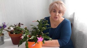 УХОД ЗА РОЖДЕСТВЕННИКОМ. Мои цветы. Мой опыт.