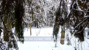 Небольшая прогулка по "Щомыслицкой" Дубраве около Минска