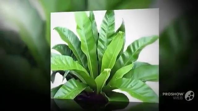 Цветы Асплениум (Asplenium flower)