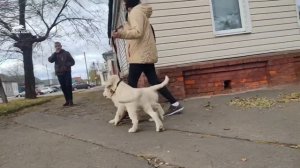 Социализация щенков золотистого (Голден) ретривера